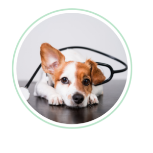 alt= "dog with stethoscope at vet"